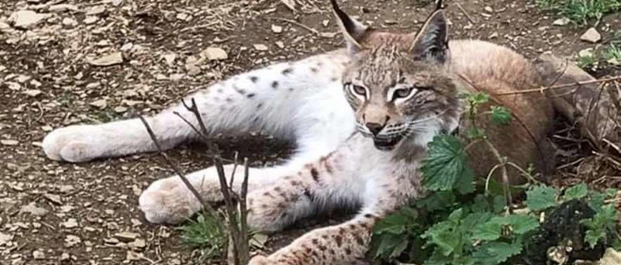 La lince &quot;Sasha&quot;, en Cangas del Narcea.