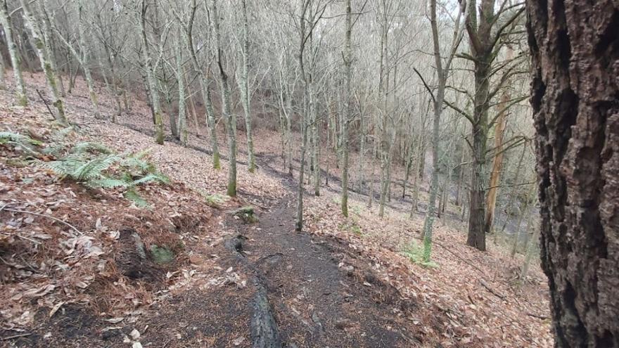 Bosque de A Cortella