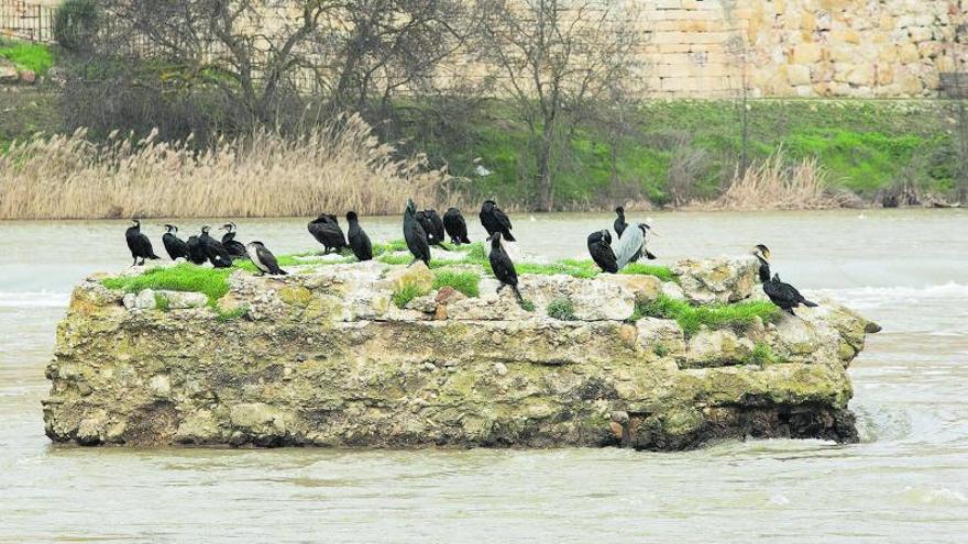 1. Cormoranes y una garza real sobre uno un pilar del antiguo puente, uno de los lugares preferidos para reposar.