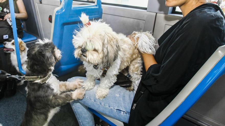 Mascotas y transporte público en España