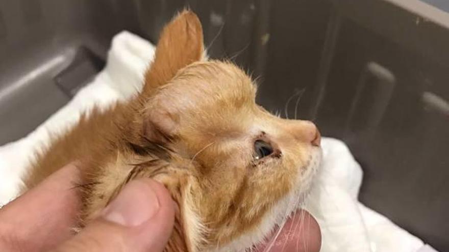 El gato operado ayer en Aúna Especialidades Veterinarias.