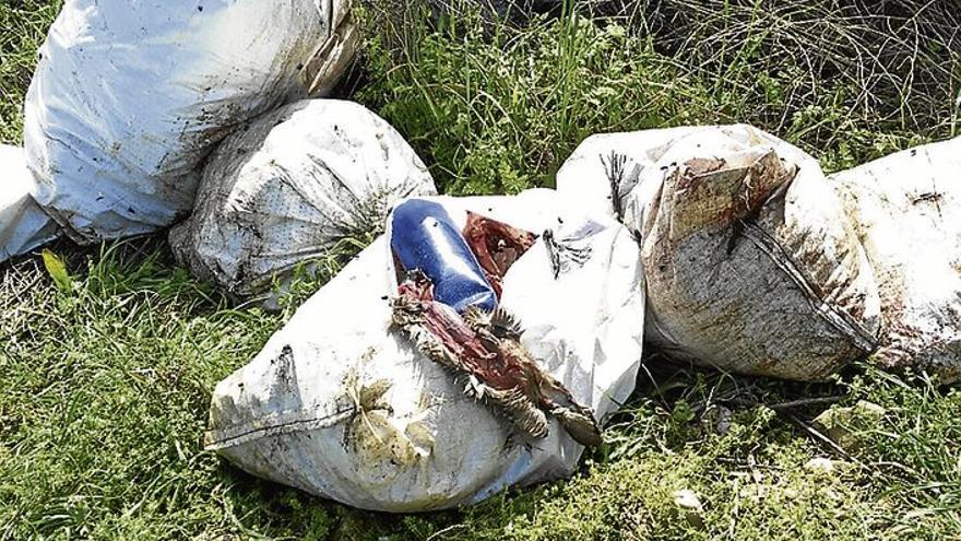 La policía busca a la persona que tiró sacos con restos de animales cerca de Logrosán
