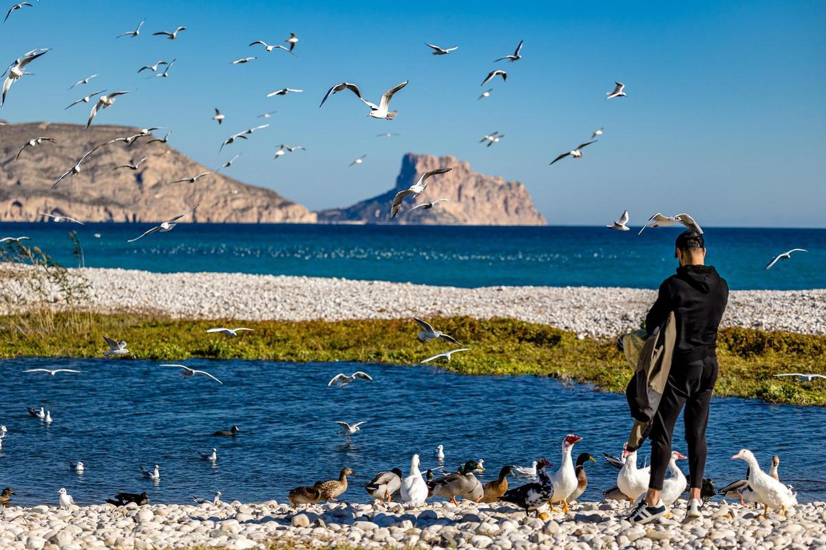 El alga se ha detectado en aguas próximas al Peñón de Ifach, lo que constituye una amenaza ecológica