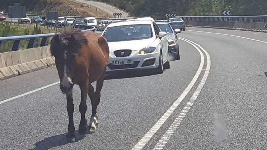 La yegua deambula por un carril de la N-640. // Cedida