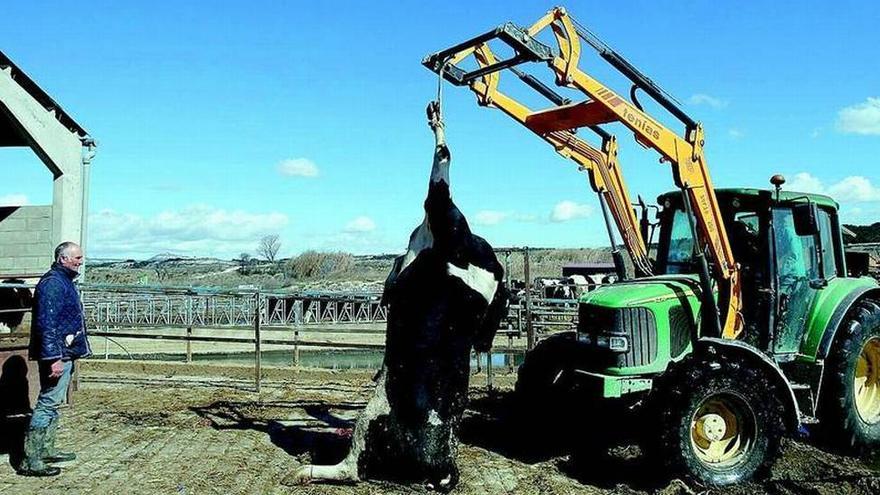 Las autoridades trabajan para recoger 10.000 animales muertos