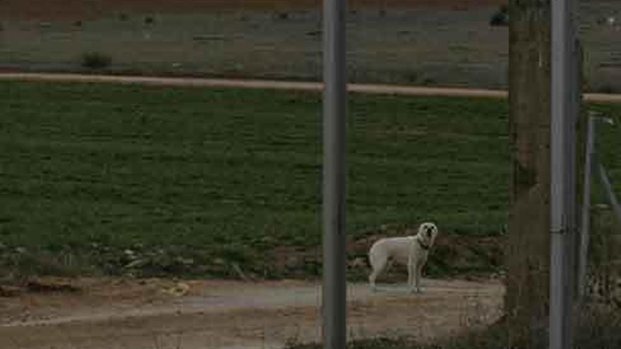 Un perro suelto en un municipio zamorano