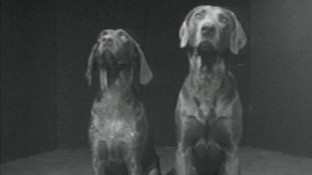 Los dos perros siguen con la mirada algo desconocido para el espectador.