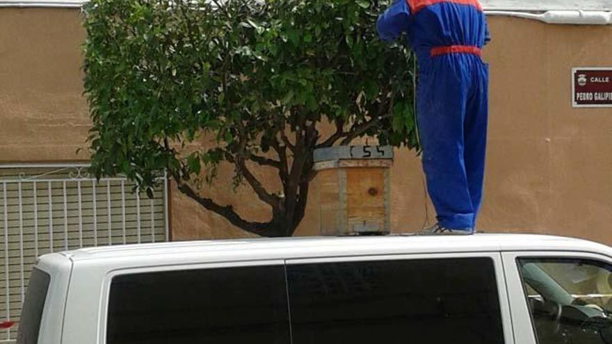 La Policía Local de Aspe corta una calle por un enjambre de abejas próximo a un colegio