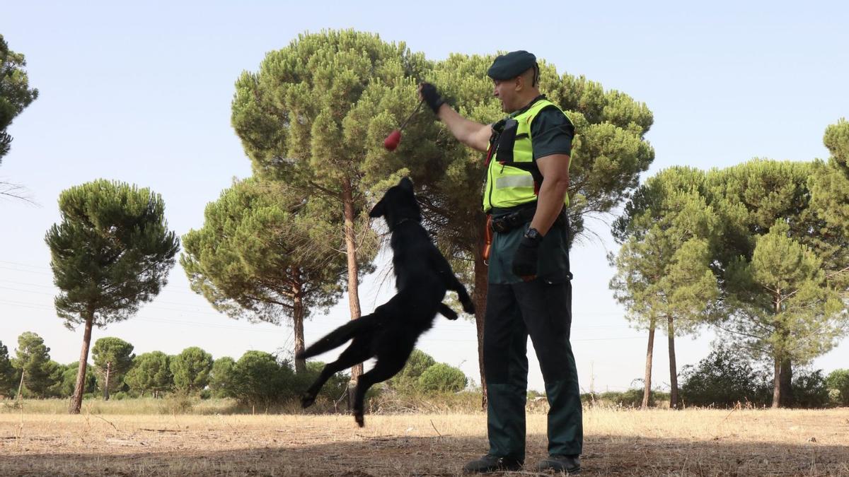 Juegos de entrenamiento con uno de los canes, al aire libre, en el término municipal de Coreses.