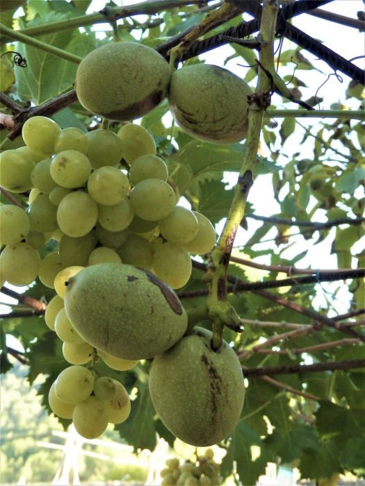 Fruits de tardor, nous i raïm.