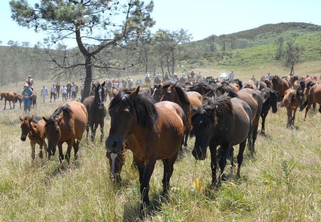 Primer día de la Rapa das Bestas de Sabucedo, A Estrada, 2026.