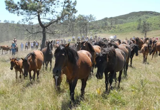 Primer día de la Rapa das Bestas de Sabucedo, A Estrada, 2026.