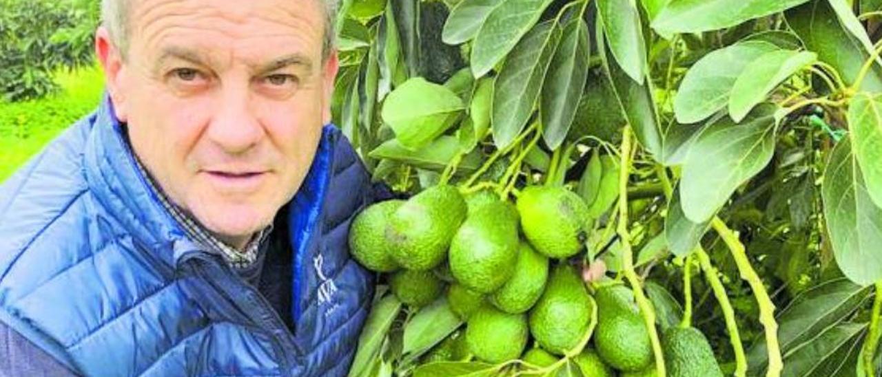 El aguacate le ‘roba’ terreno a  los cítricos valencianos