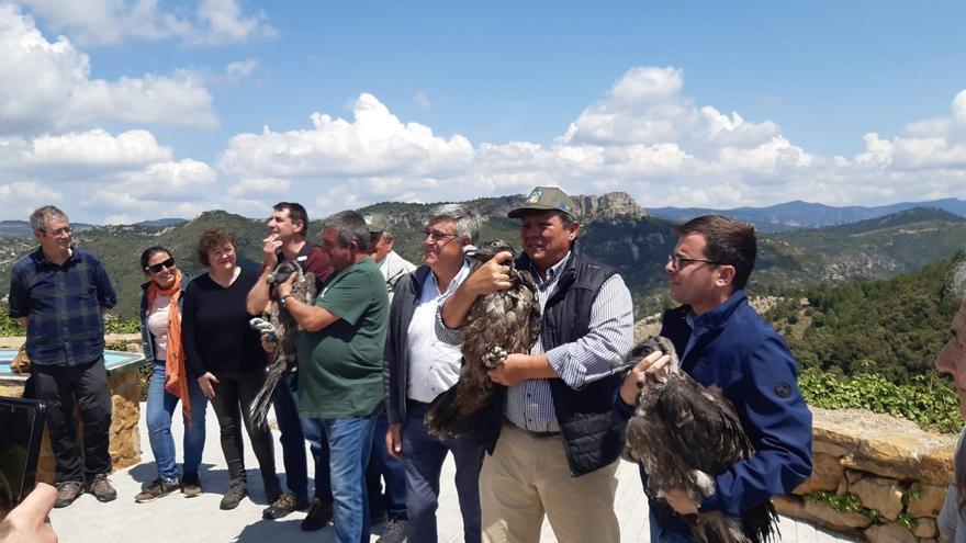 Transición Ecológica introduce 3 jóvenes quebrantahuesos en la Tinença de Benifassà