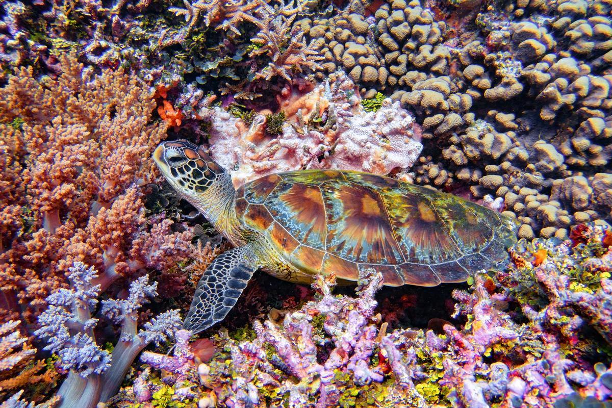 Gran Barrera de Coral, imprescindible