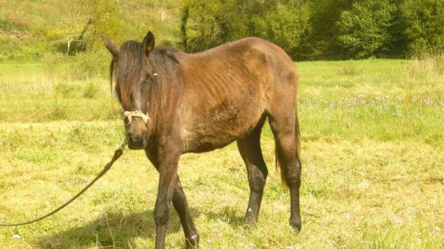 Uno de los caballos amarrados y sin atención en el lugar de Peiraio. / la opinión