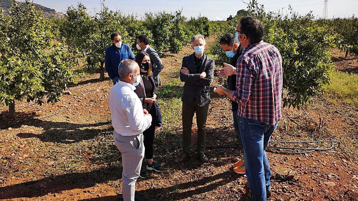 Un momento de la visita del secretario autonómico de Agricultura, Roger Llanes, a fincas afectadas de la Vall.