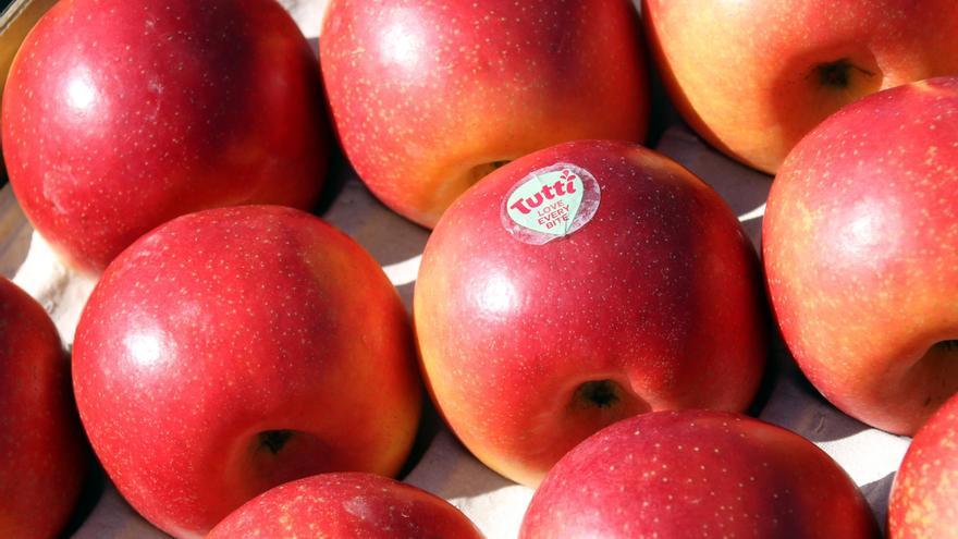 La Tutti, la nova poma que es cultiva a Girona, començarà a vendre&#039;s a la tardor