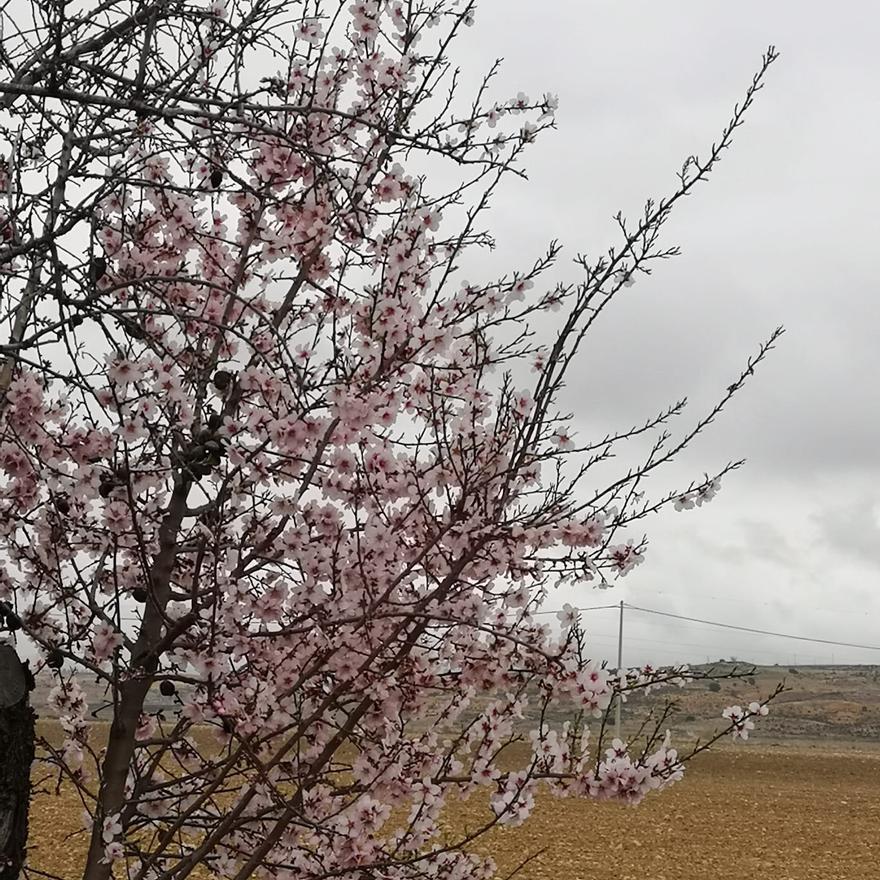 Los almendros en flor ya alegran los paisajes valencianos