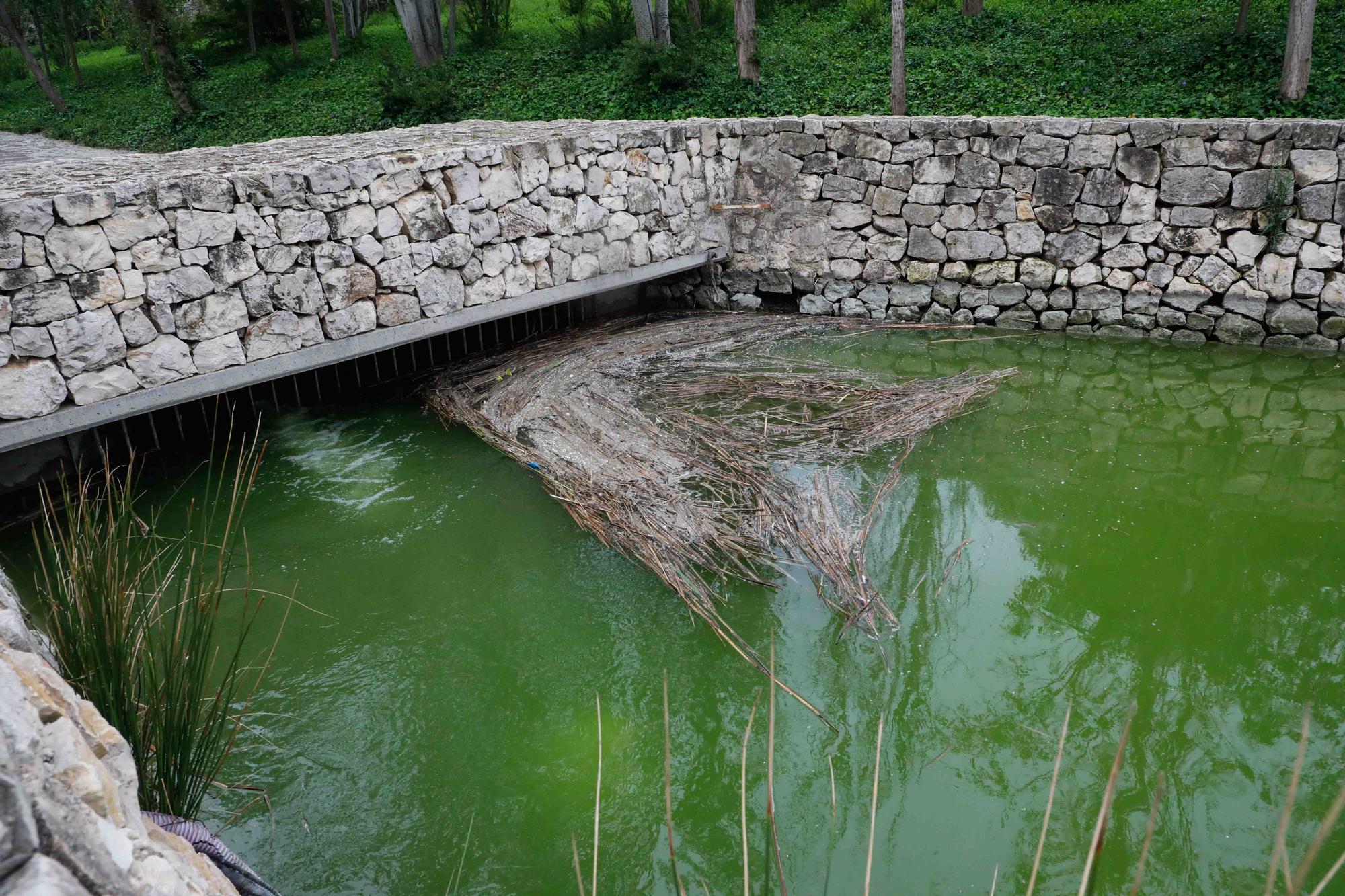 Agua teñida de verde en el Parque de Cabecera