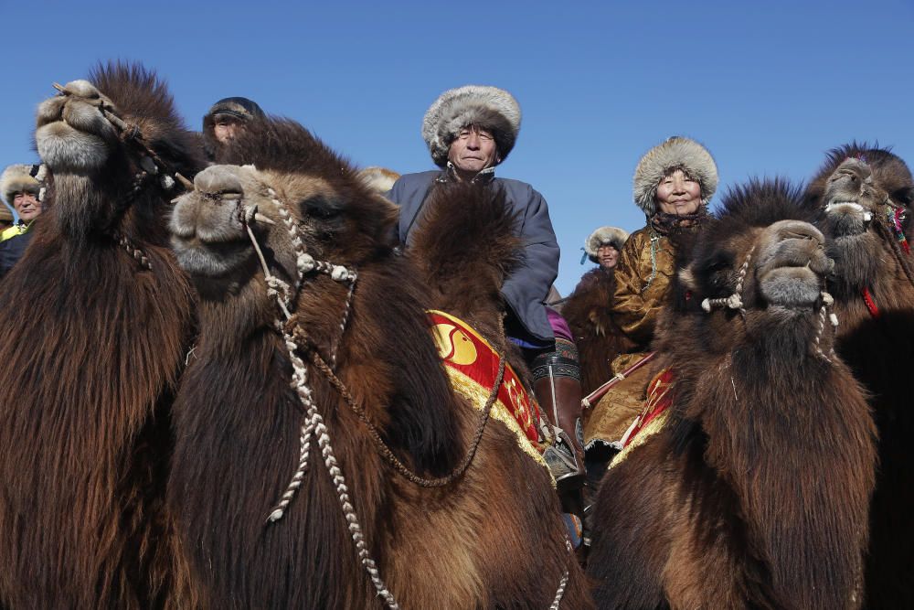 Mongoles vestidos con los trajes tradicionales, subidos a la grupa de sus camellos en el Festival de los Camellos en Dalanzadgad.