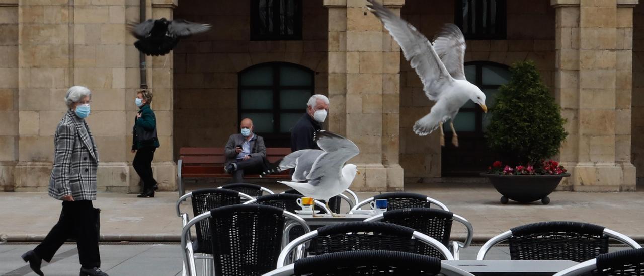 Gaviotas en la plaza del Parche de Avilés