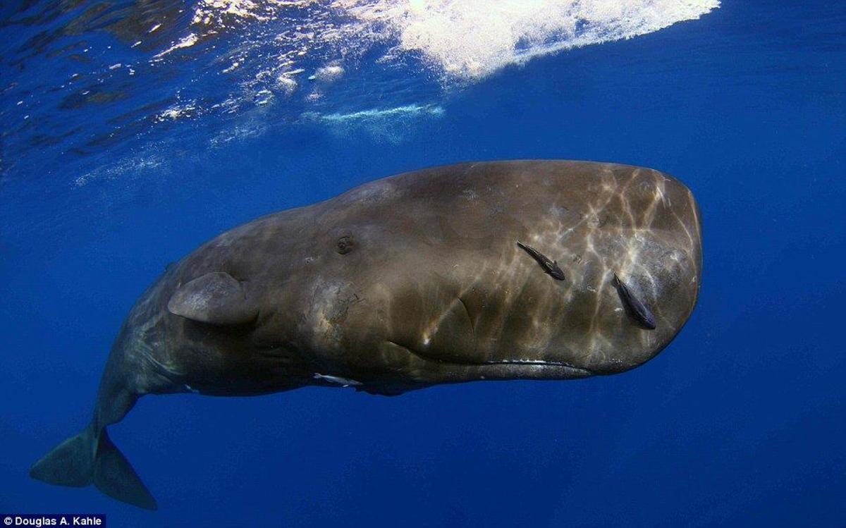 Los cachalotes sufren la amenaza de los atropellos en el mar