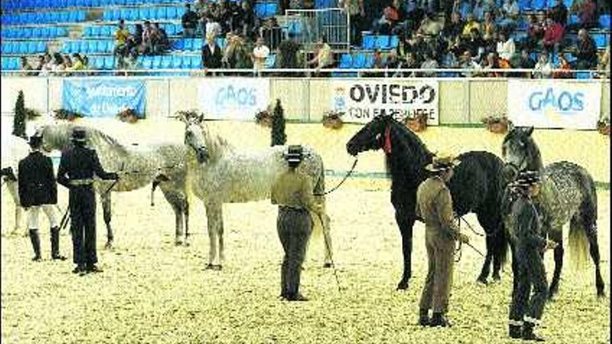 Concurso morfológico regional de caballos cruzados y pura raza, en imagen de archivo.