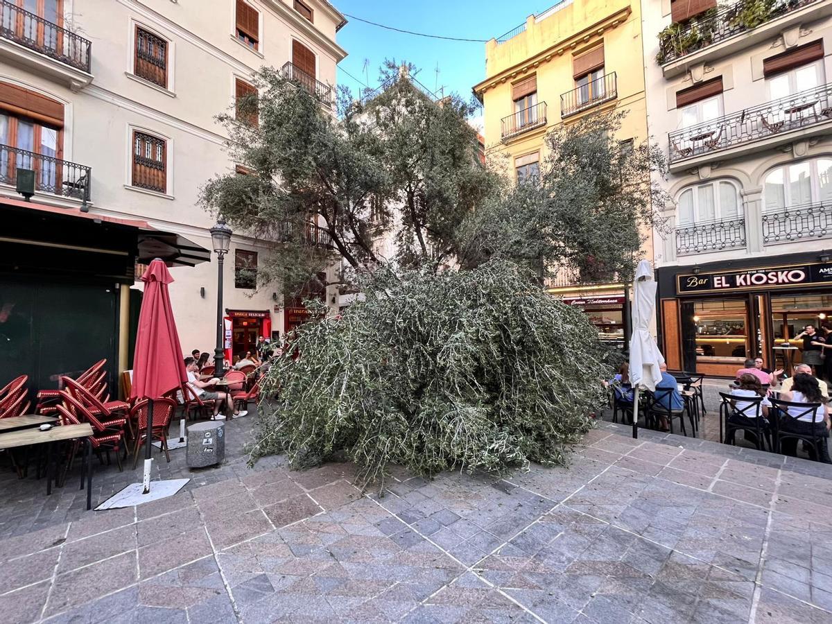 Vecinos y hosteleros de la plaza del Doctor Collado alertan del estado del primer olivo de València