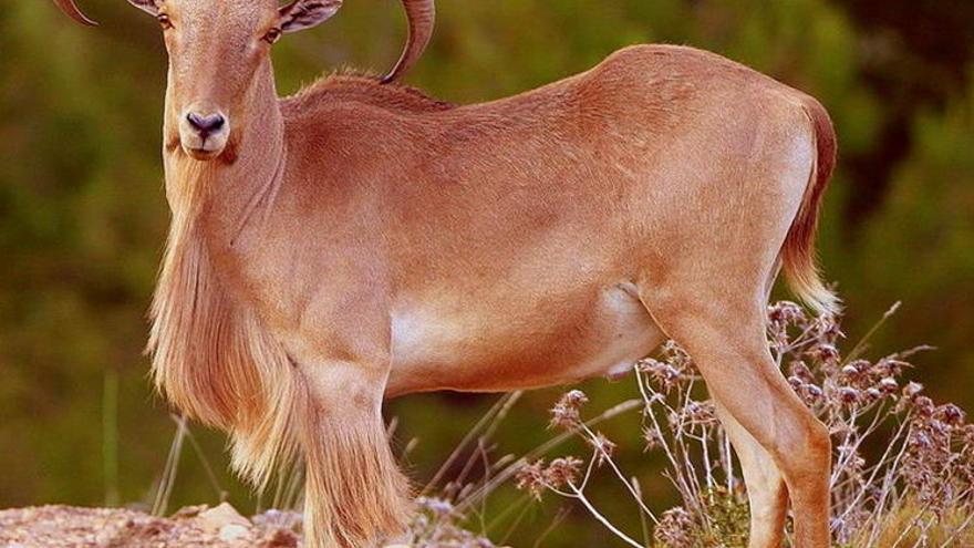 Los propietarios de Sierra Espuña se cansan del arruí