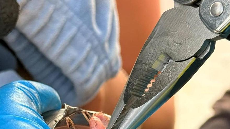 Rescate de la pata de un gato atrapada en una tubería en Arinaga, en el sureste de Gran Canaria