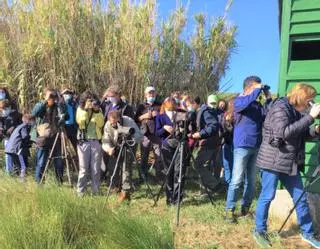El paraíso invernal de las aves está en Arousa