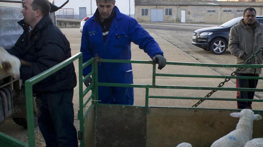 Ganaderos pesando reses de ovino hace unos años en el Mercado Regional de Benavente