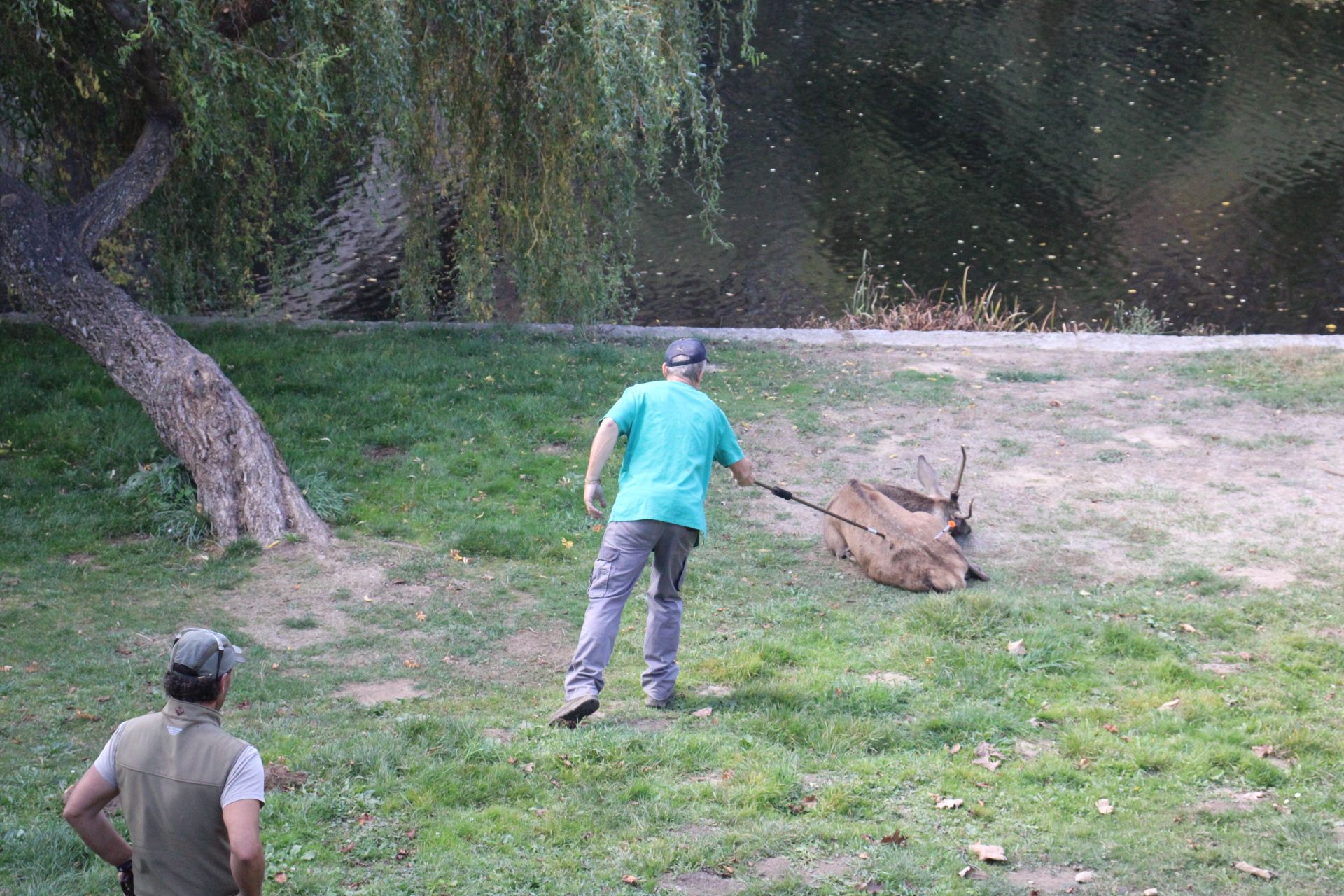 GALERÍA | Rescate de un ciervo enfermo en Puebla