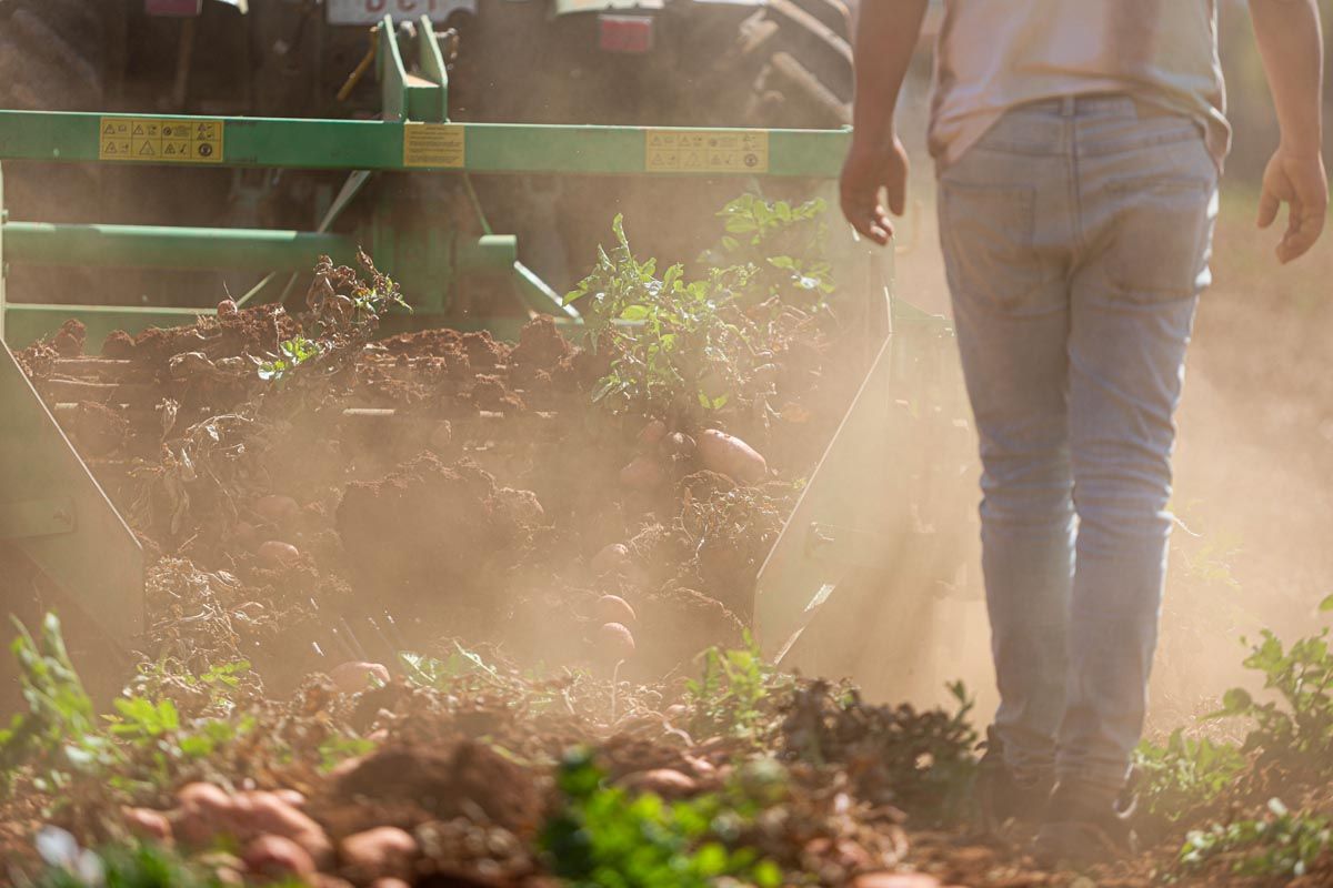 Galería: Los productores de Ibiza recogerán 2,7 millones de kilos de patata en 2025