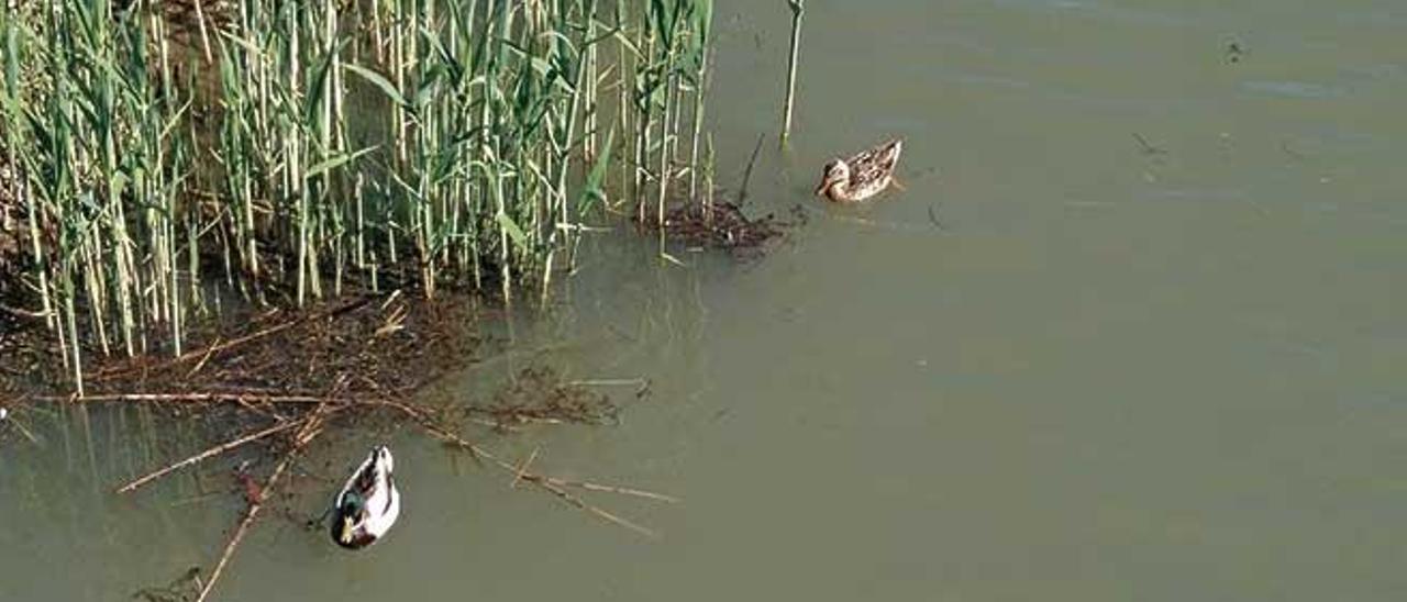 Imatge de S&#039;Albufera.