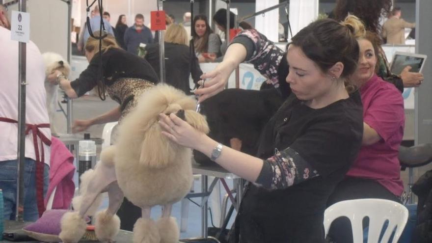 La cordobesa Elena Torrico, medalla de plata en el VI Campeonato de España de Peluquería Canina