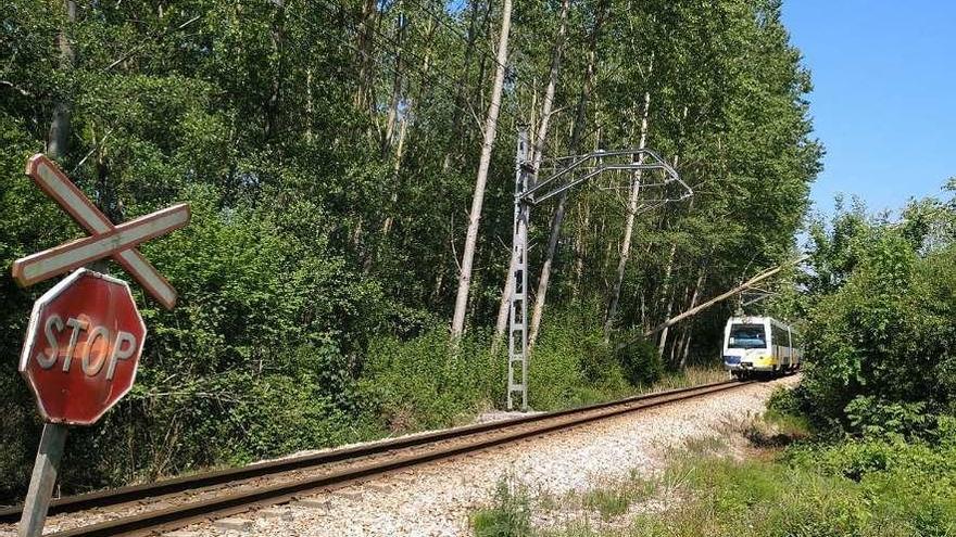 Retiran un árbol caído sobre la vía del tren en Infiesto
