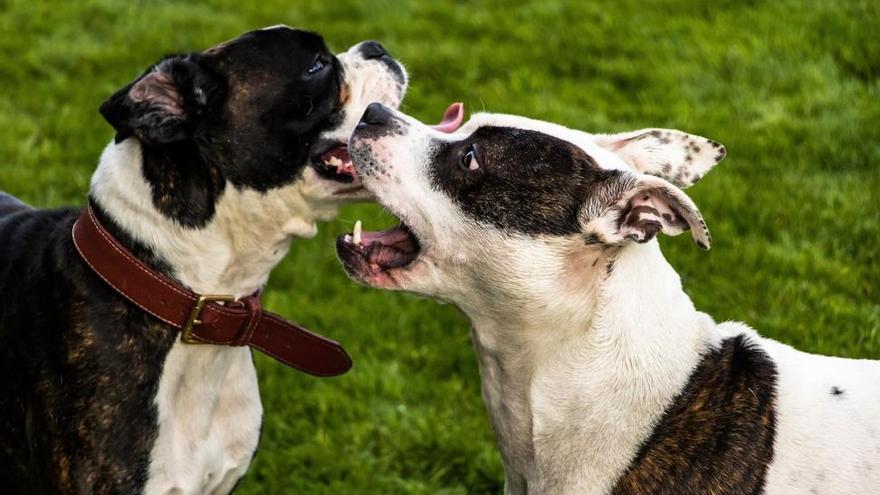 Dos perros se pelean entre ellos.