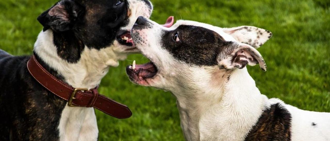 Imagen de unos perros peleándose.