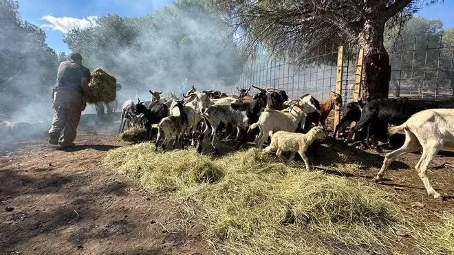 El pastor que va passar la nit a l’incendi de Portbou