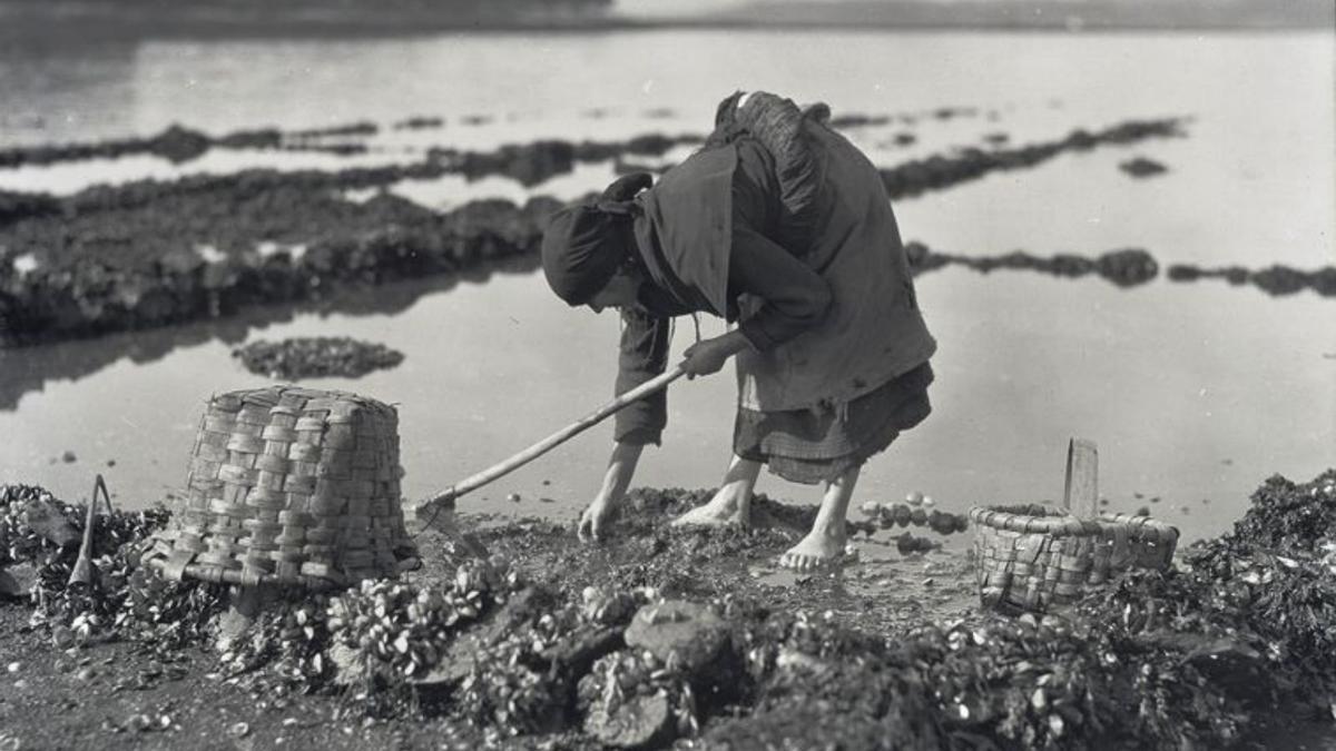 “Remexendo a ribeira na procura de marisco” (Carril, Arousa, 1926).