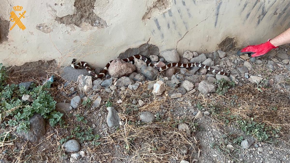 Culebra Real hallada en Tenerife