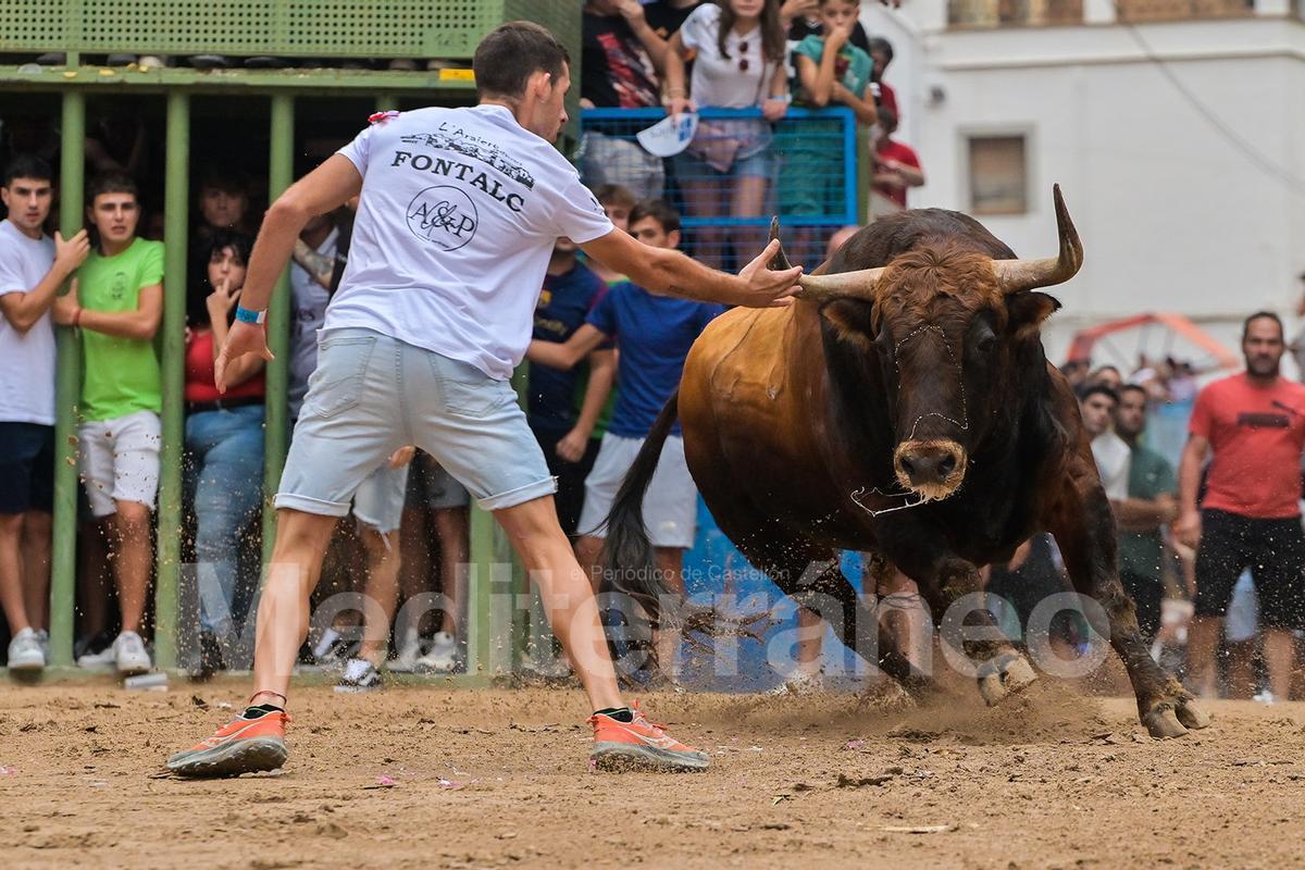 Bous a l'Alcora 2025