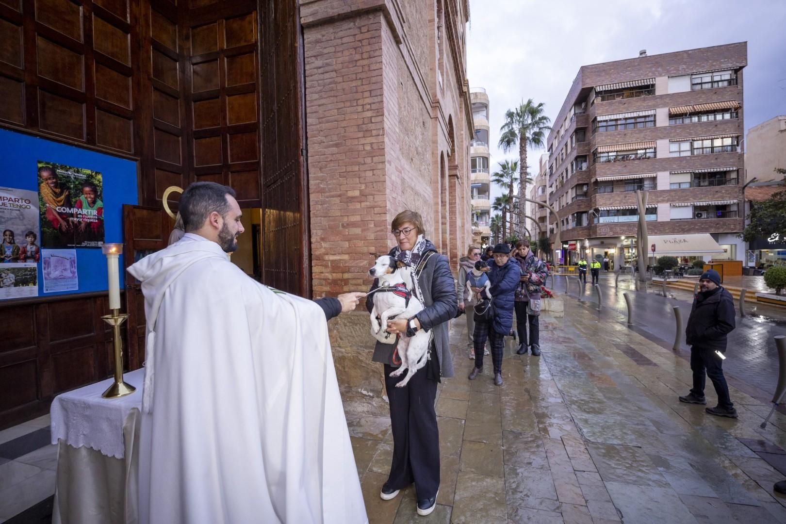 Bendición de animales por San Antón bajo una lluvia invernal en Torrevieja