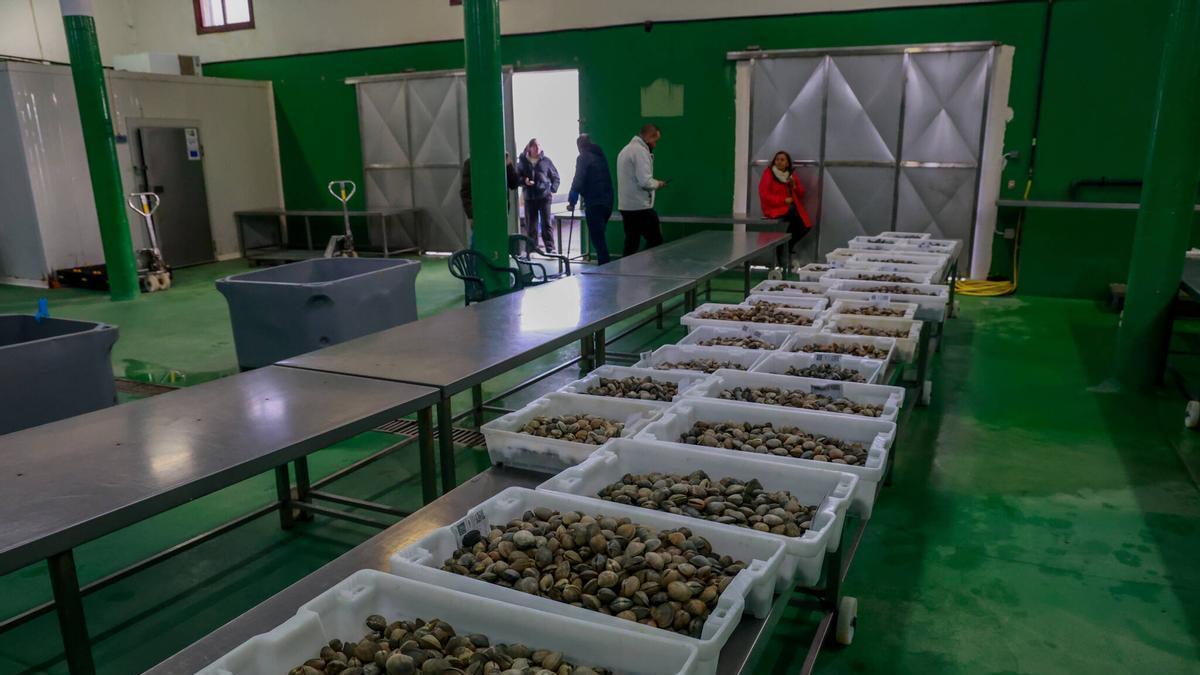 Venta de bivalvos en la lonja de Vilaxoán.