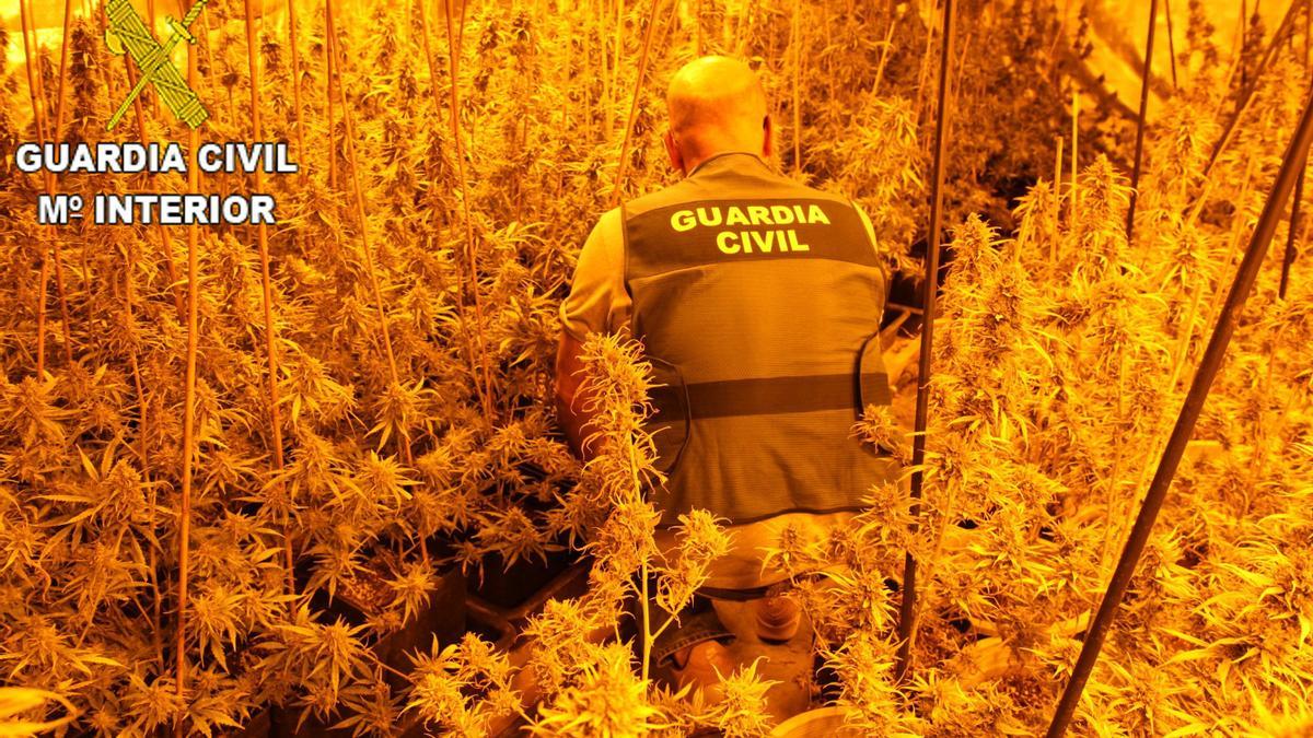 Desmantelan un invernadero con casi 200 plantas de marihuana en Llaurí