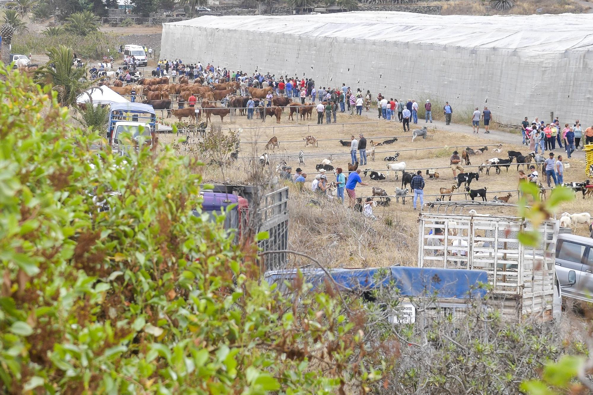 Feria de Ganado en Arucas