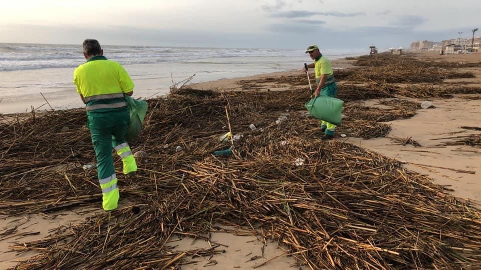 Guardamar recoge mil toneladas de residuos arrastrados por el río Segura al mar tras la avenida