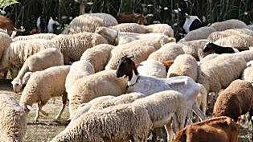 Ovejas y cabras en una explotación de Sant Llorenç.